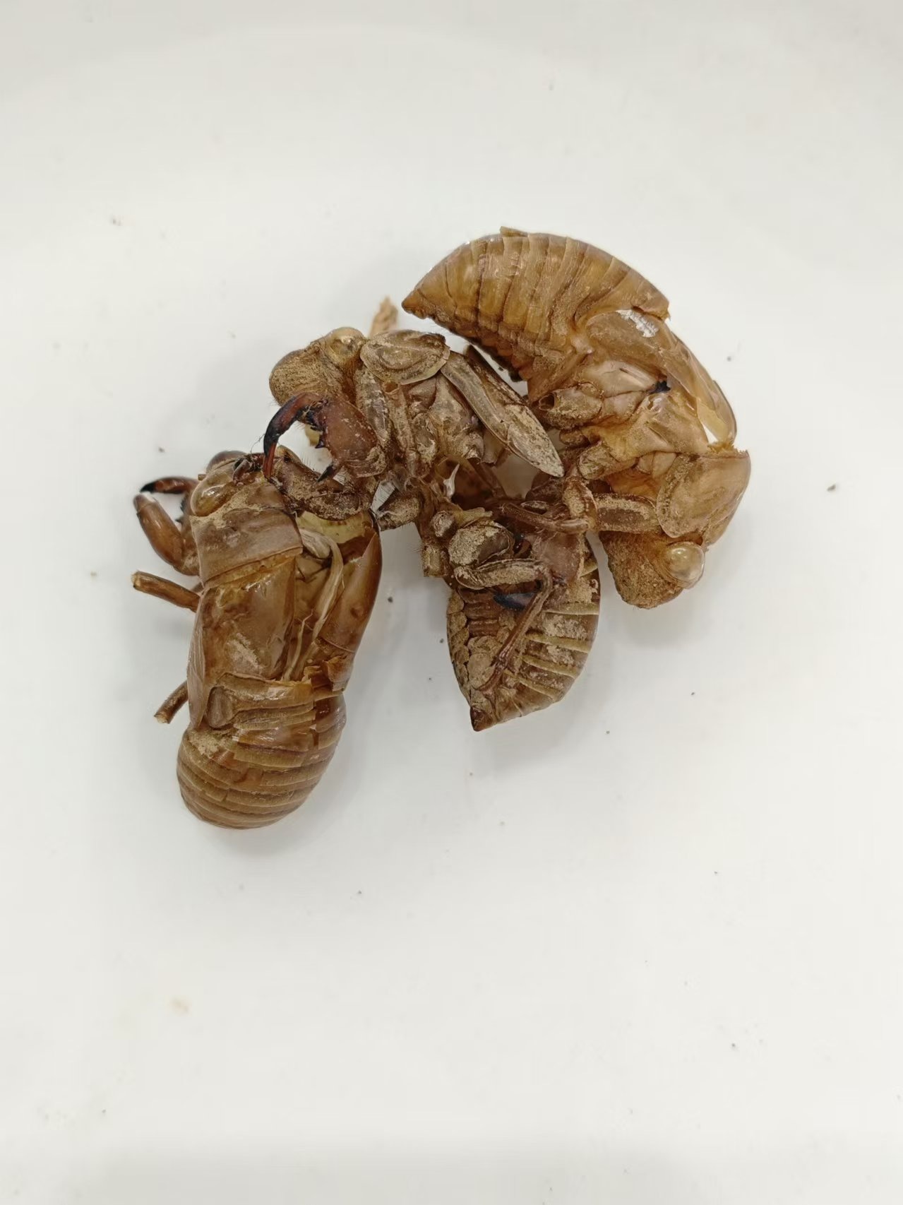 Cigarra slough (ch&aacute;ntu&igrave;)