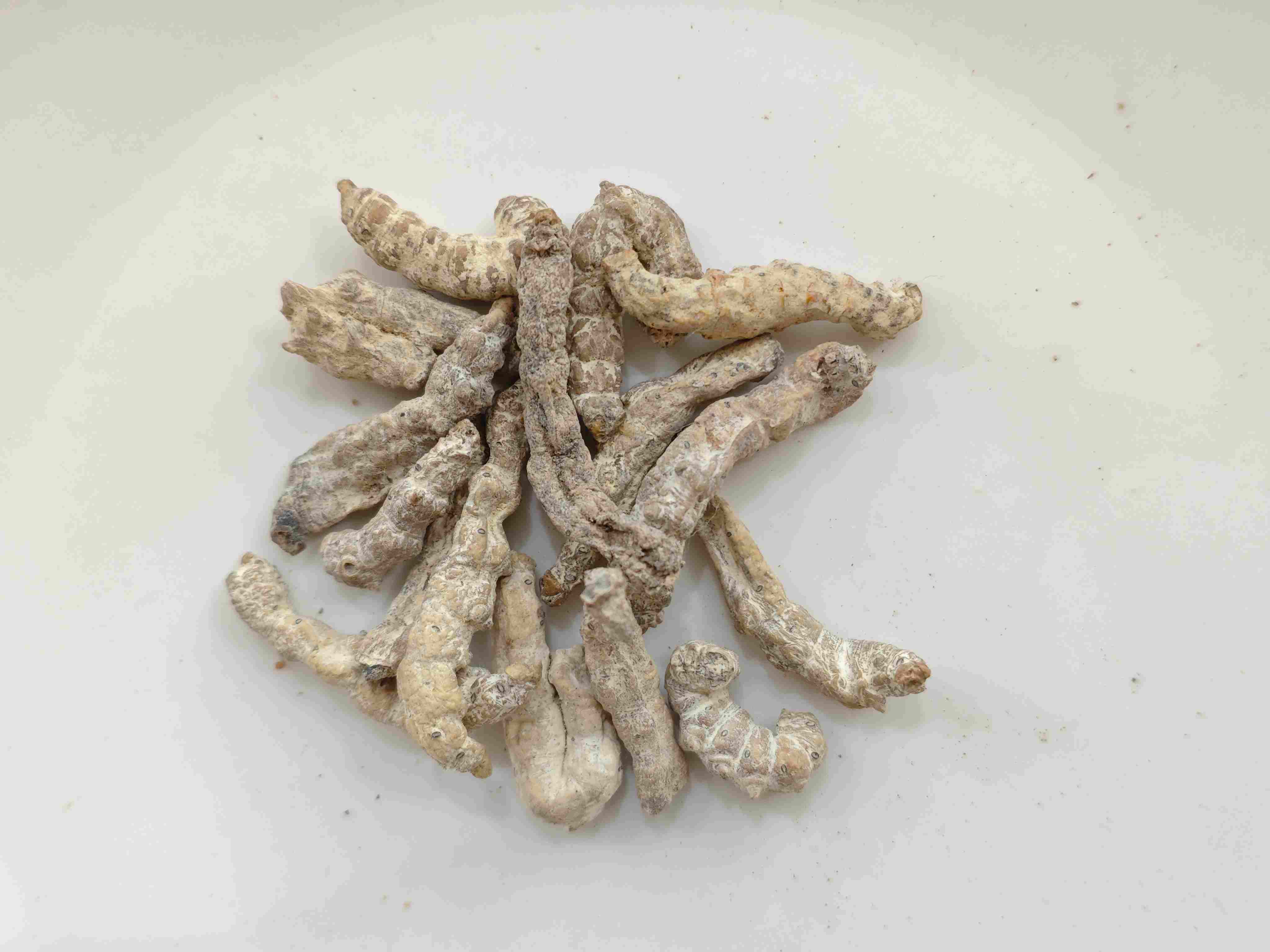 Limpa de seda r&iacute;gida (Jiāngc&aacute;n)