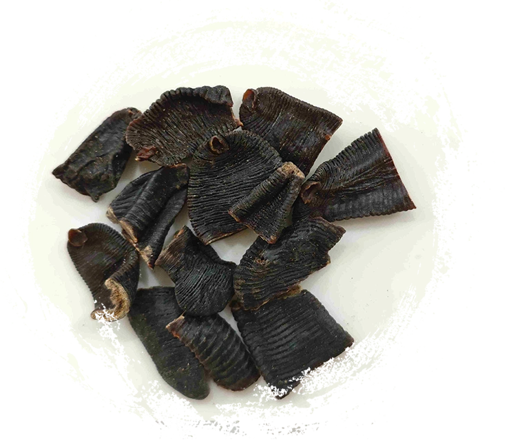 Sanguessuga (shuǐzhì)