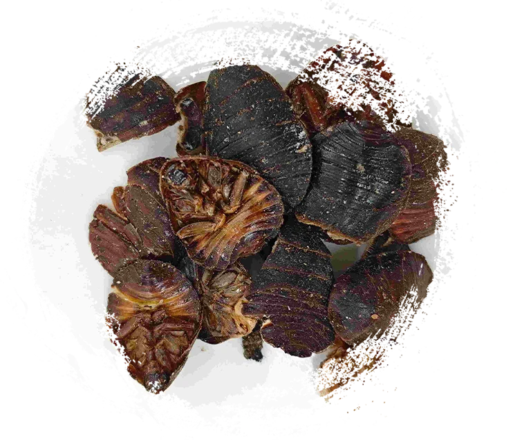 Besouro no solo (tǔbiēchóng)