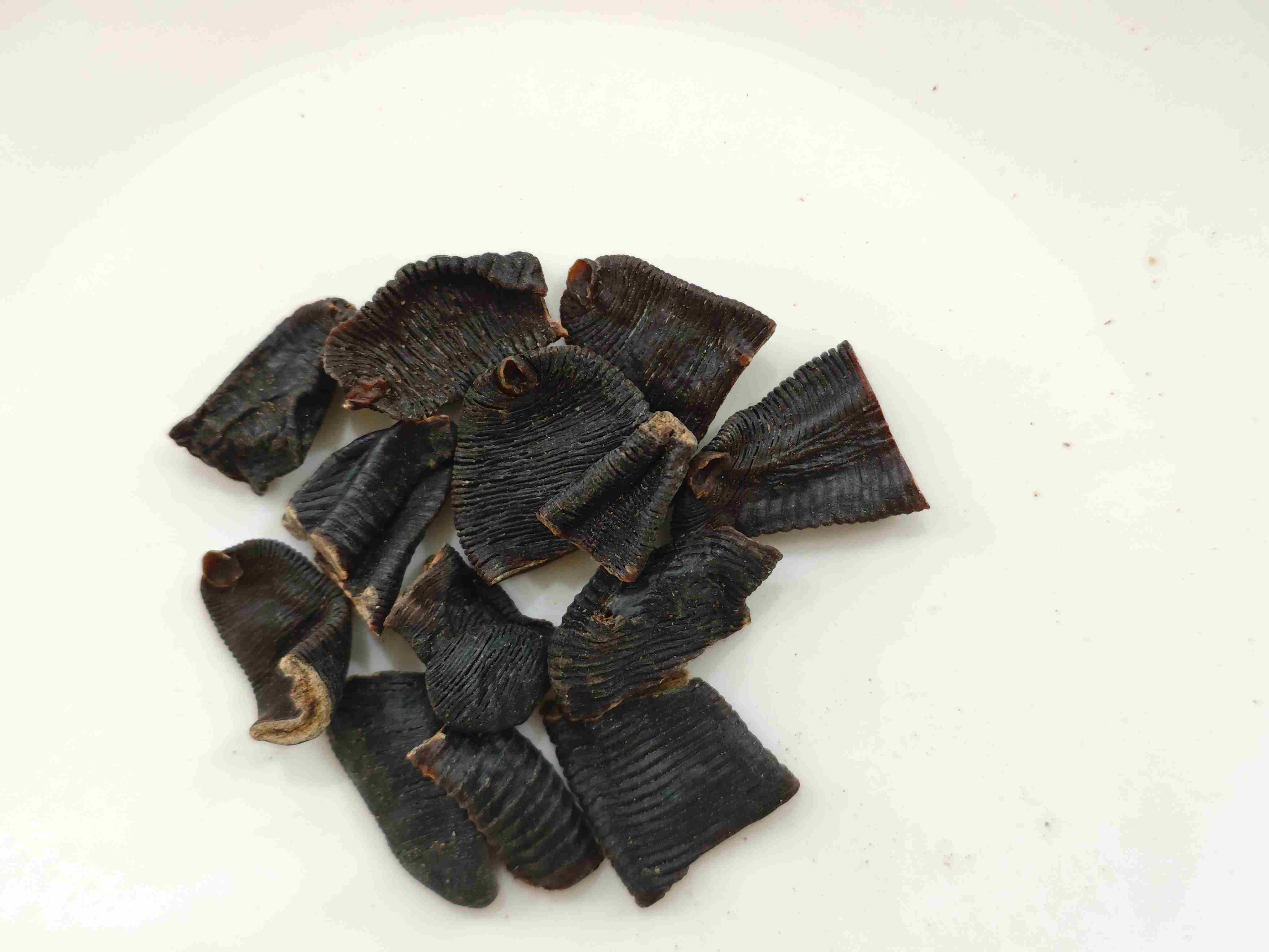 Sanguessuga (shuǐzhì)