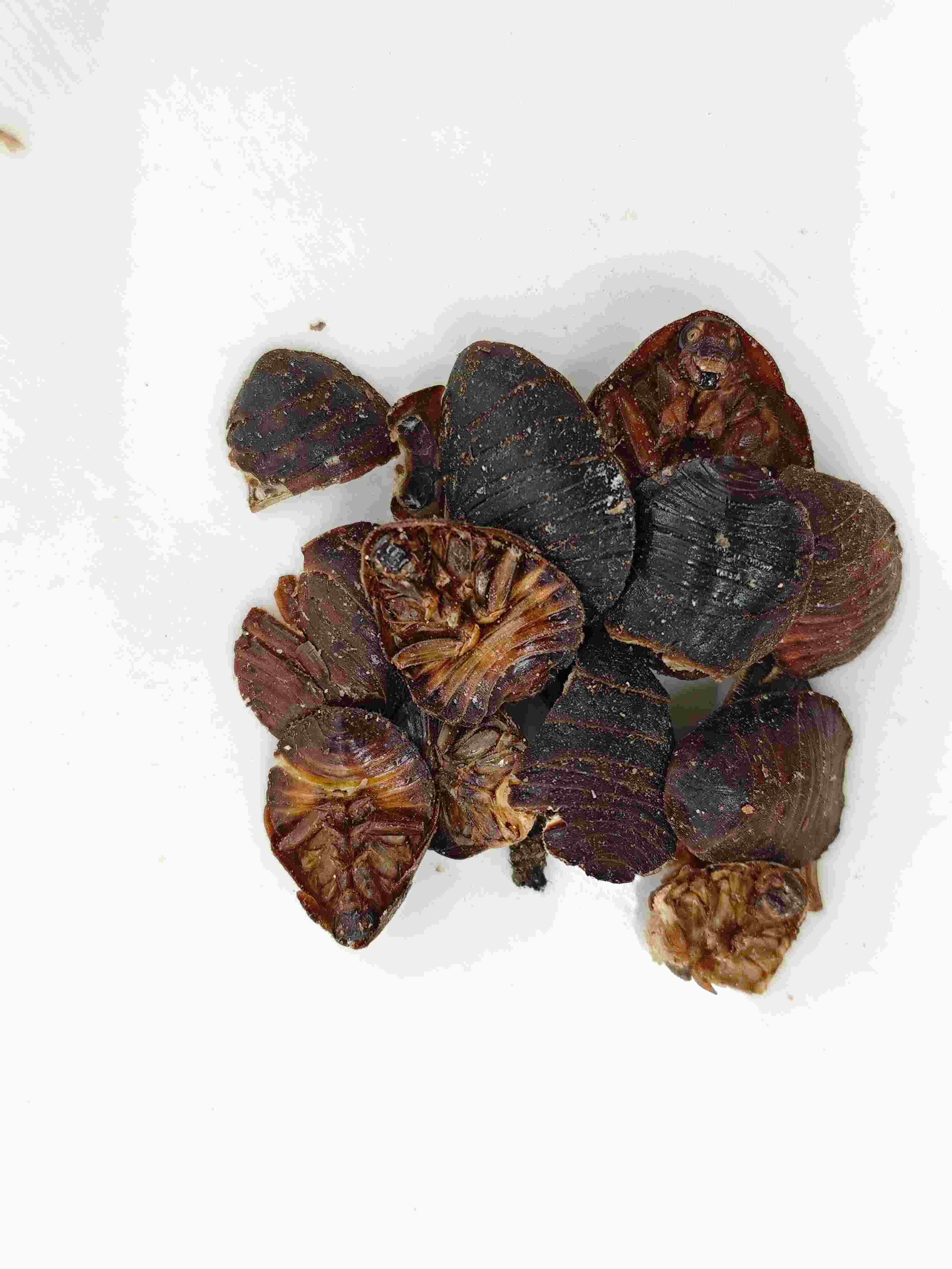 Besouro no solo (tǔbiēchóng)