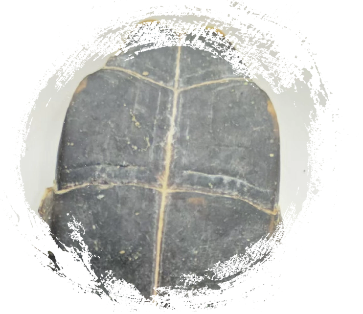 Shell de tartaruga (Guījiǎ)