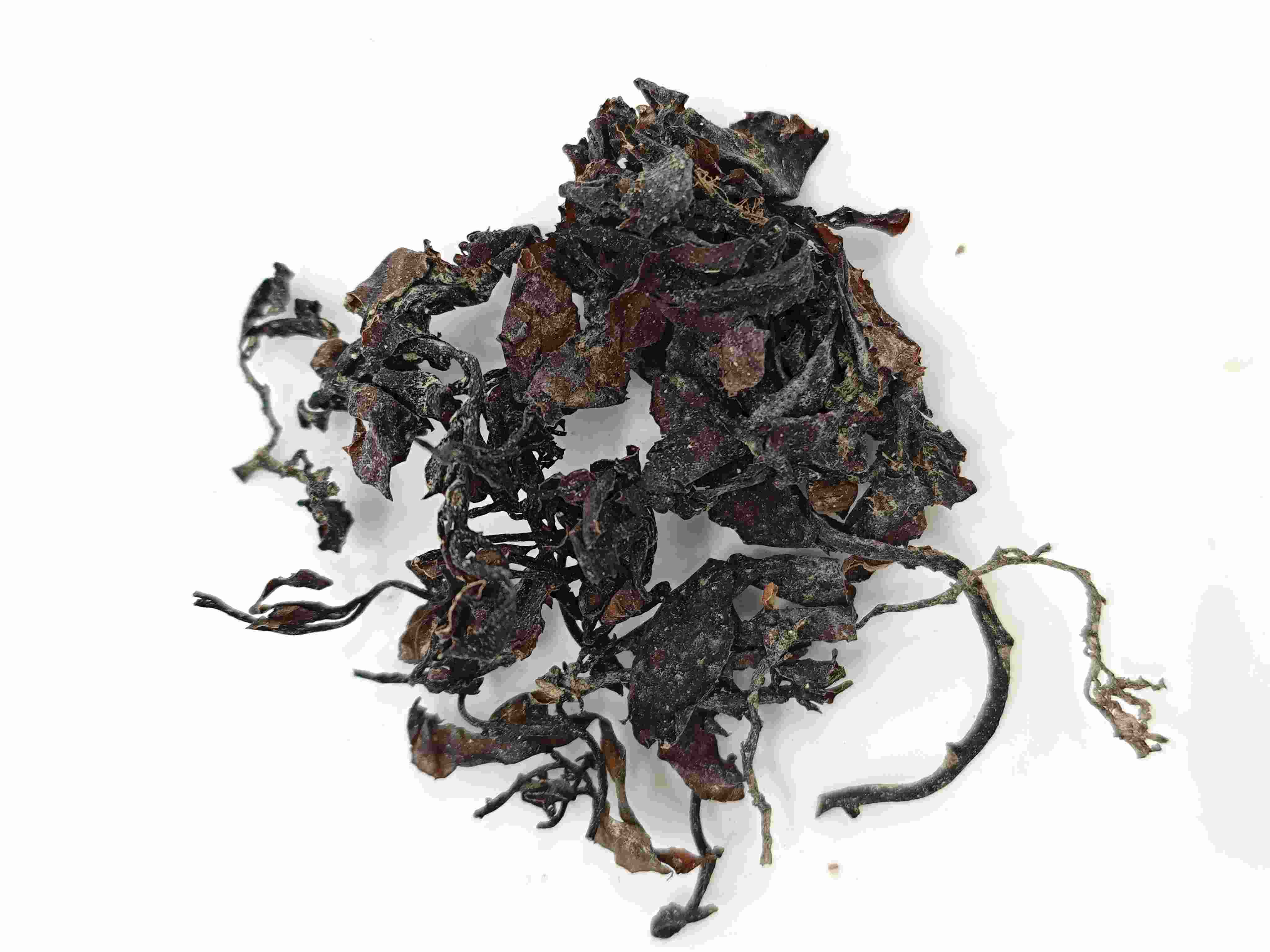 Algas marinhas (hǎizǎo)