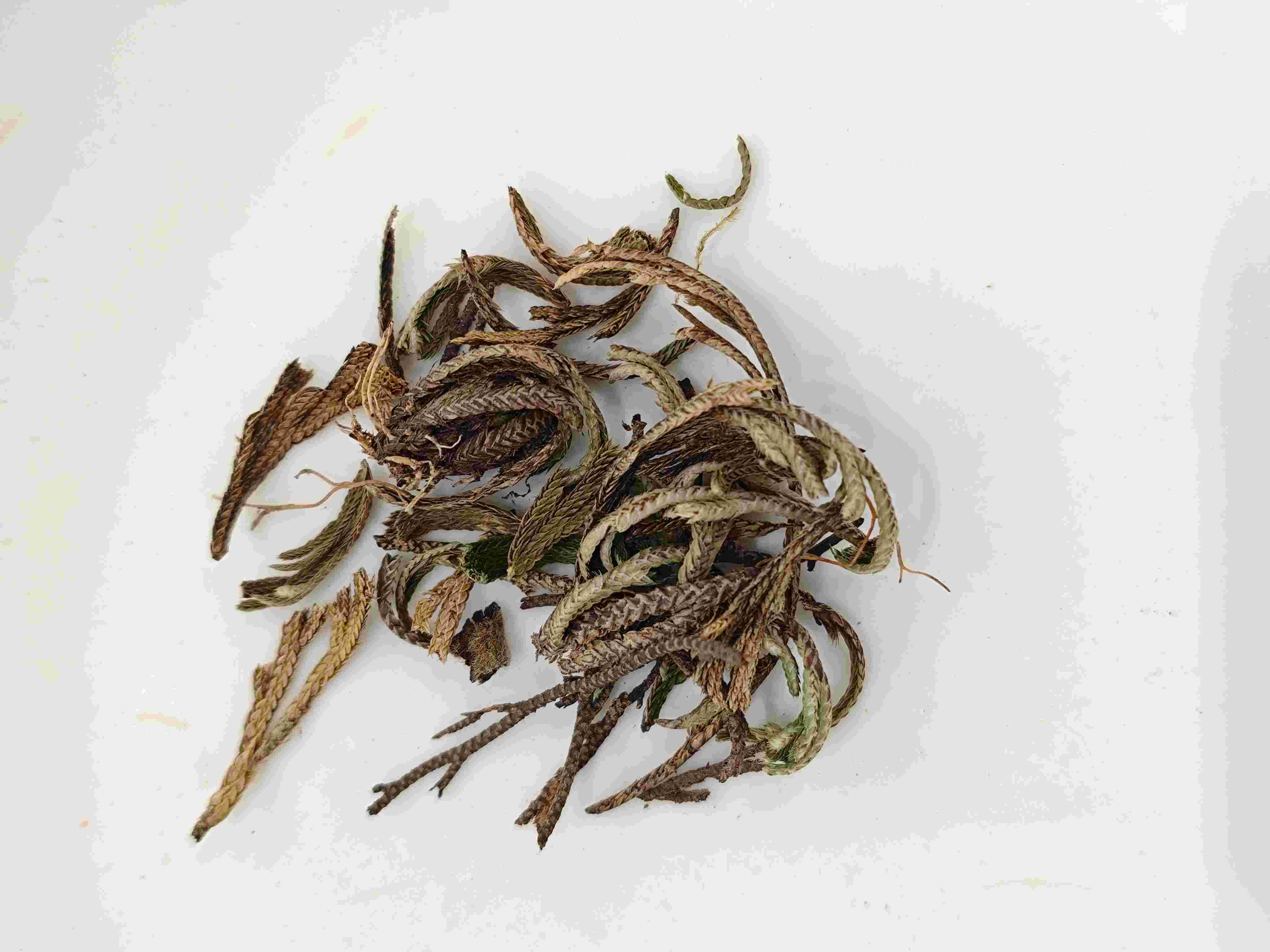 Royal Fern (Juǎn Bǎi)