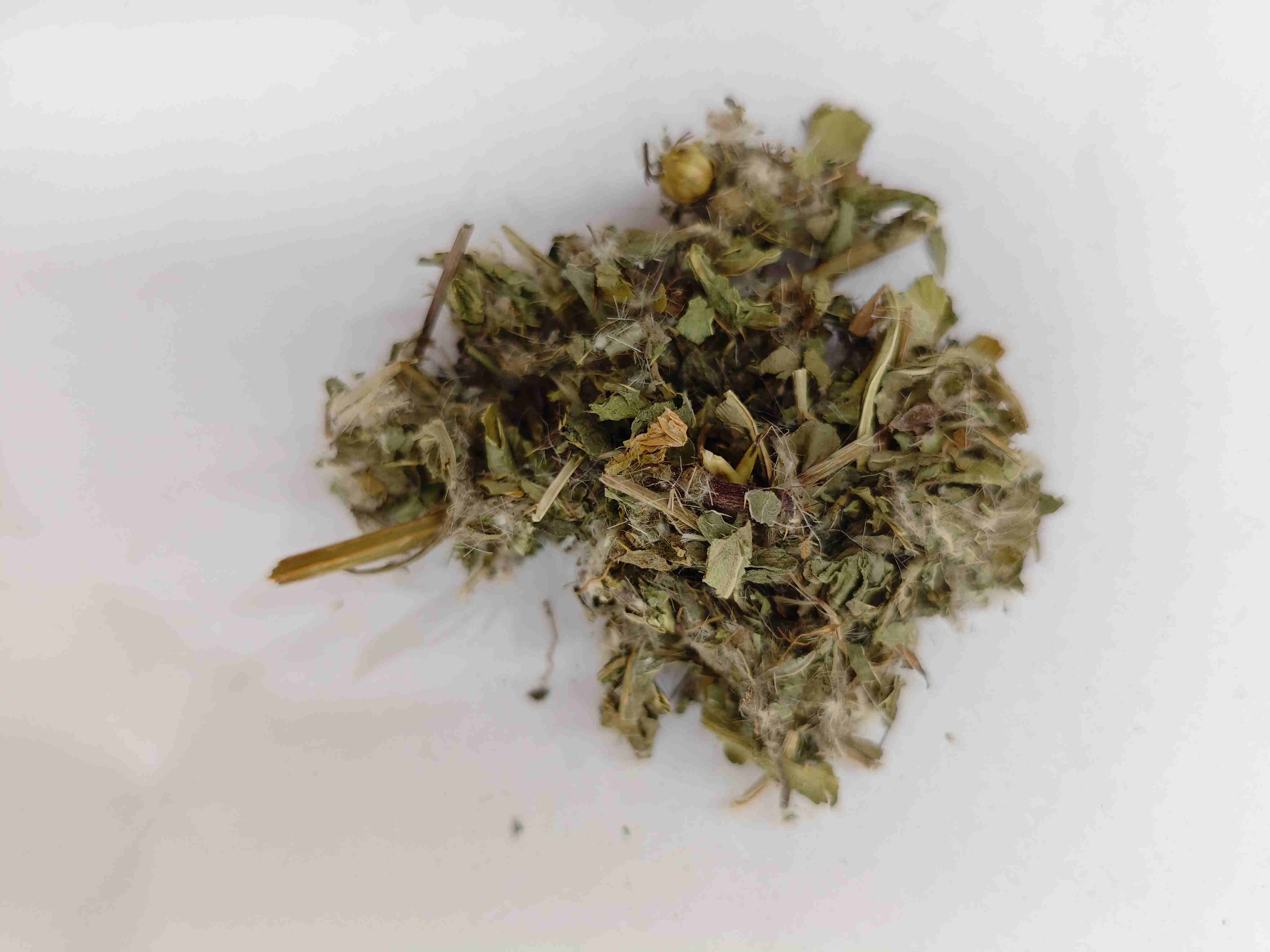 Menor Thistle (xiǎo jì)