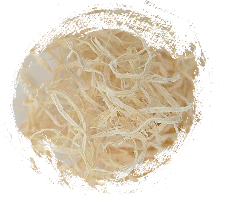 Pith de bambu (Zhú rú)