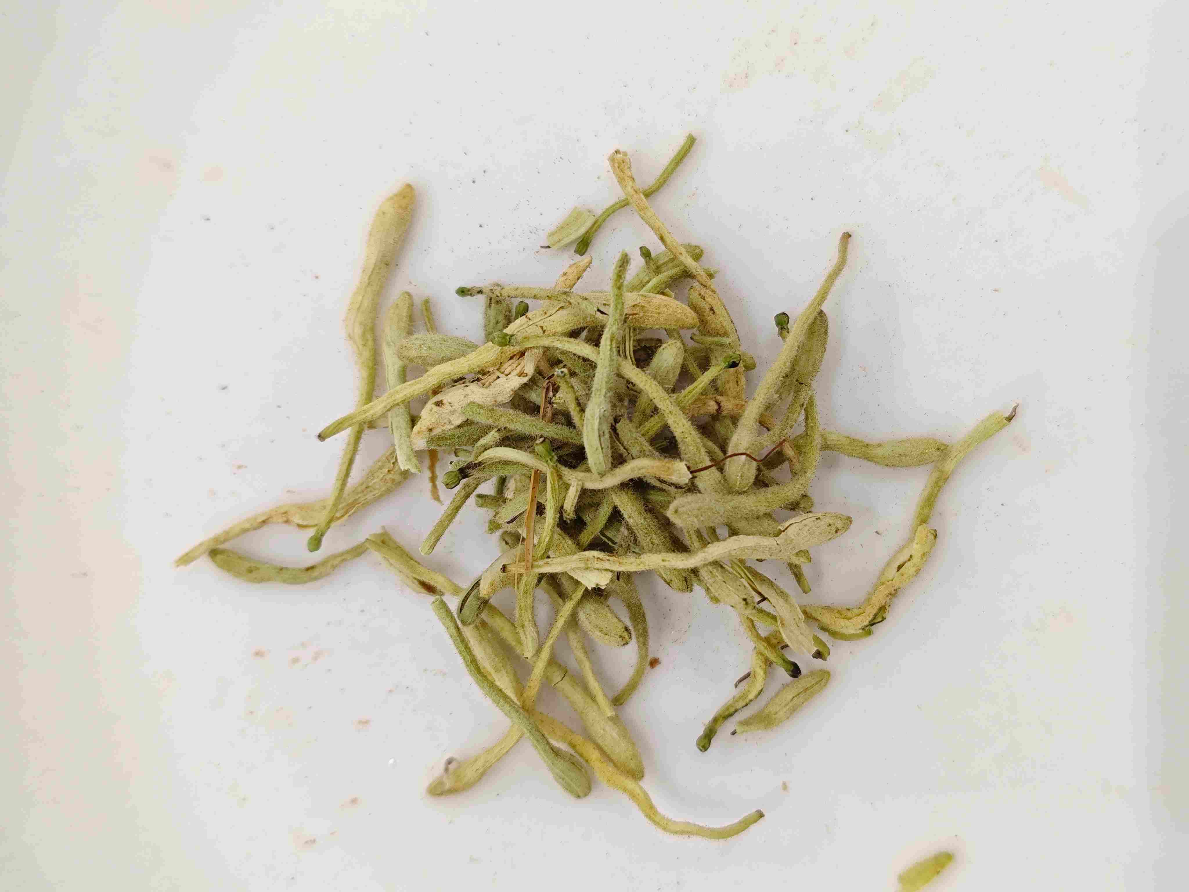 Flor de madressilva (Jīnyínhuā)