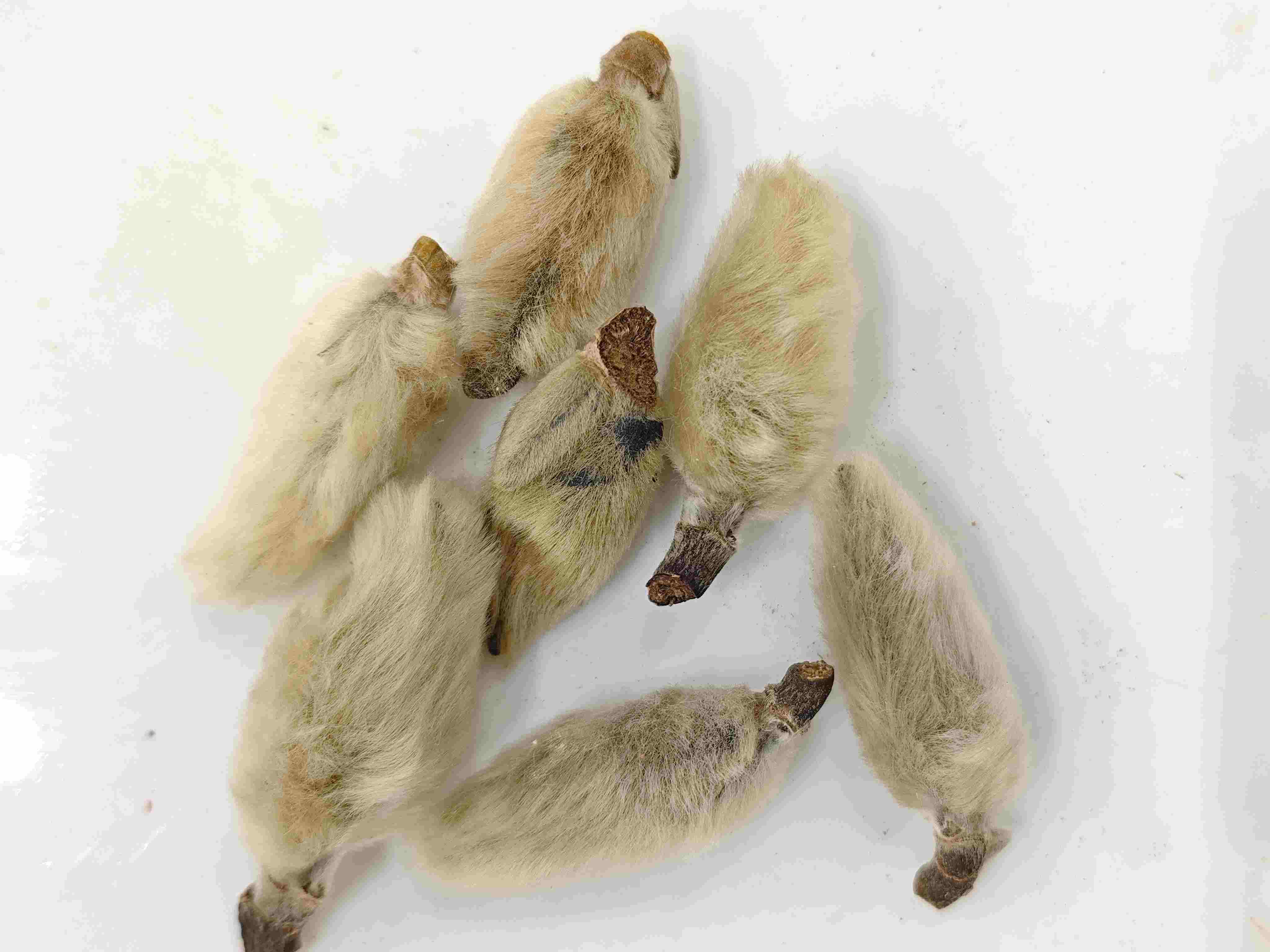 Magnolia Botões de Flores (Xīnyí)