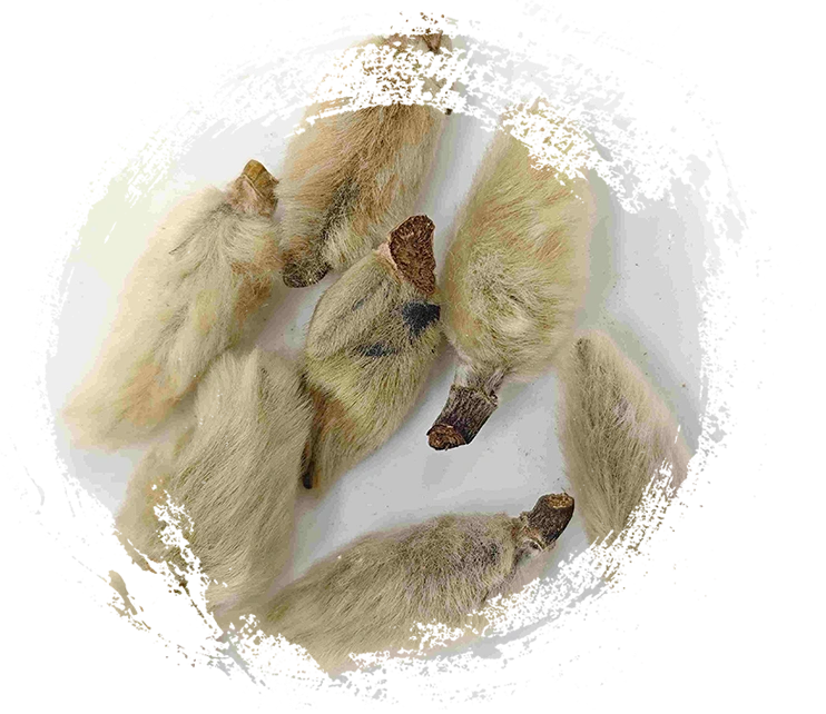 Magnolia Botões de Flores (Xīnyí)