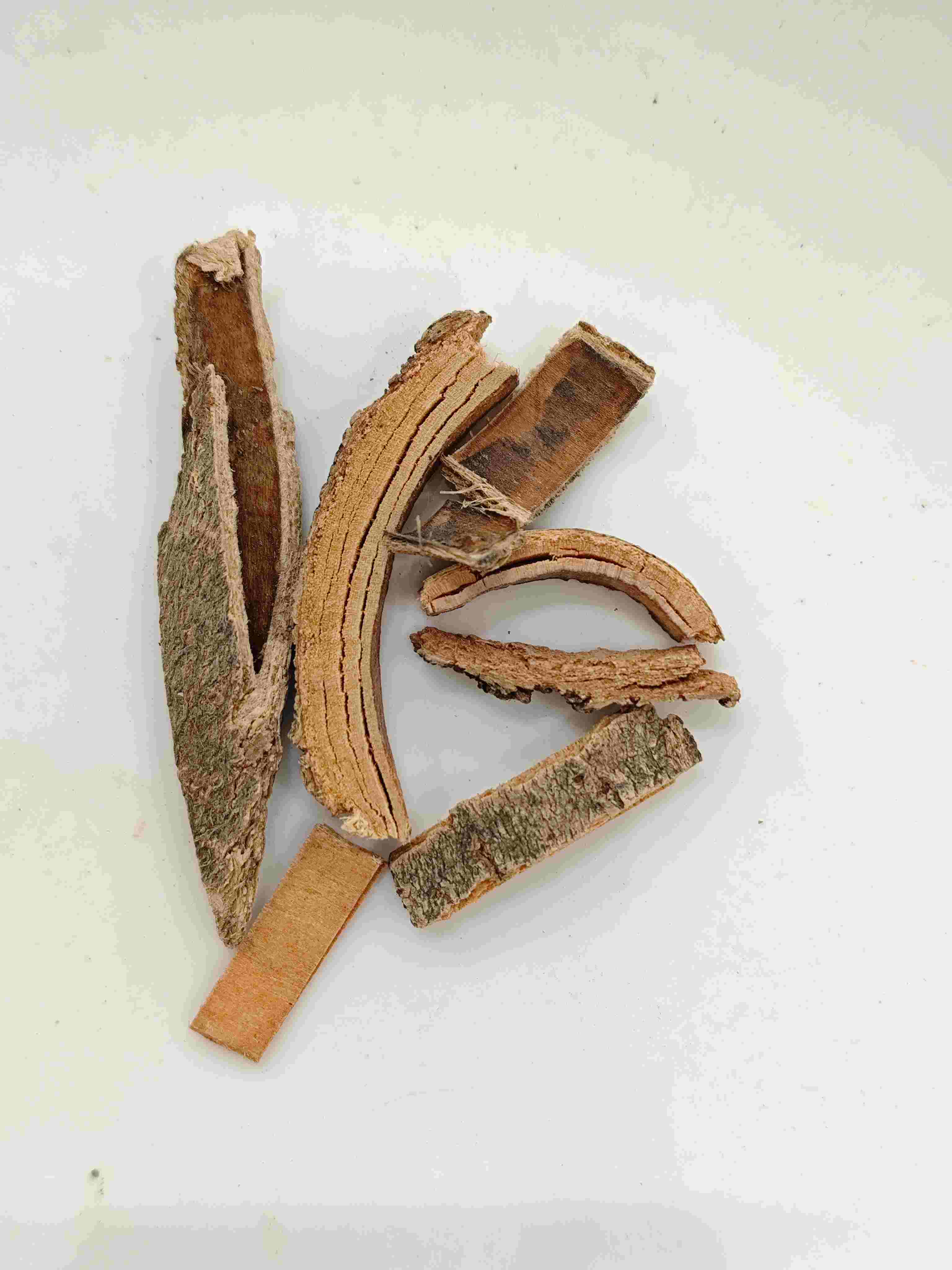Casca de cinzas chinesas (Qín Pí)