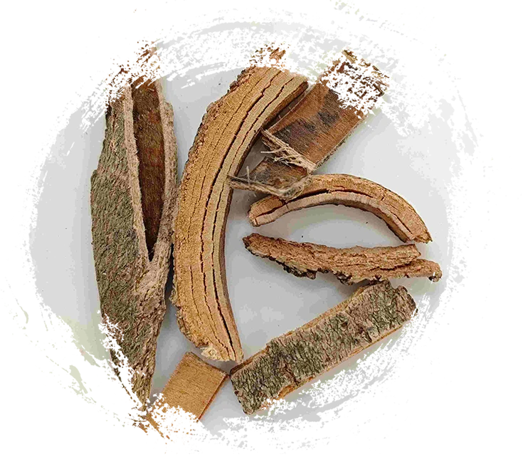 Casca de cinzas chinesas (Qín Pí)