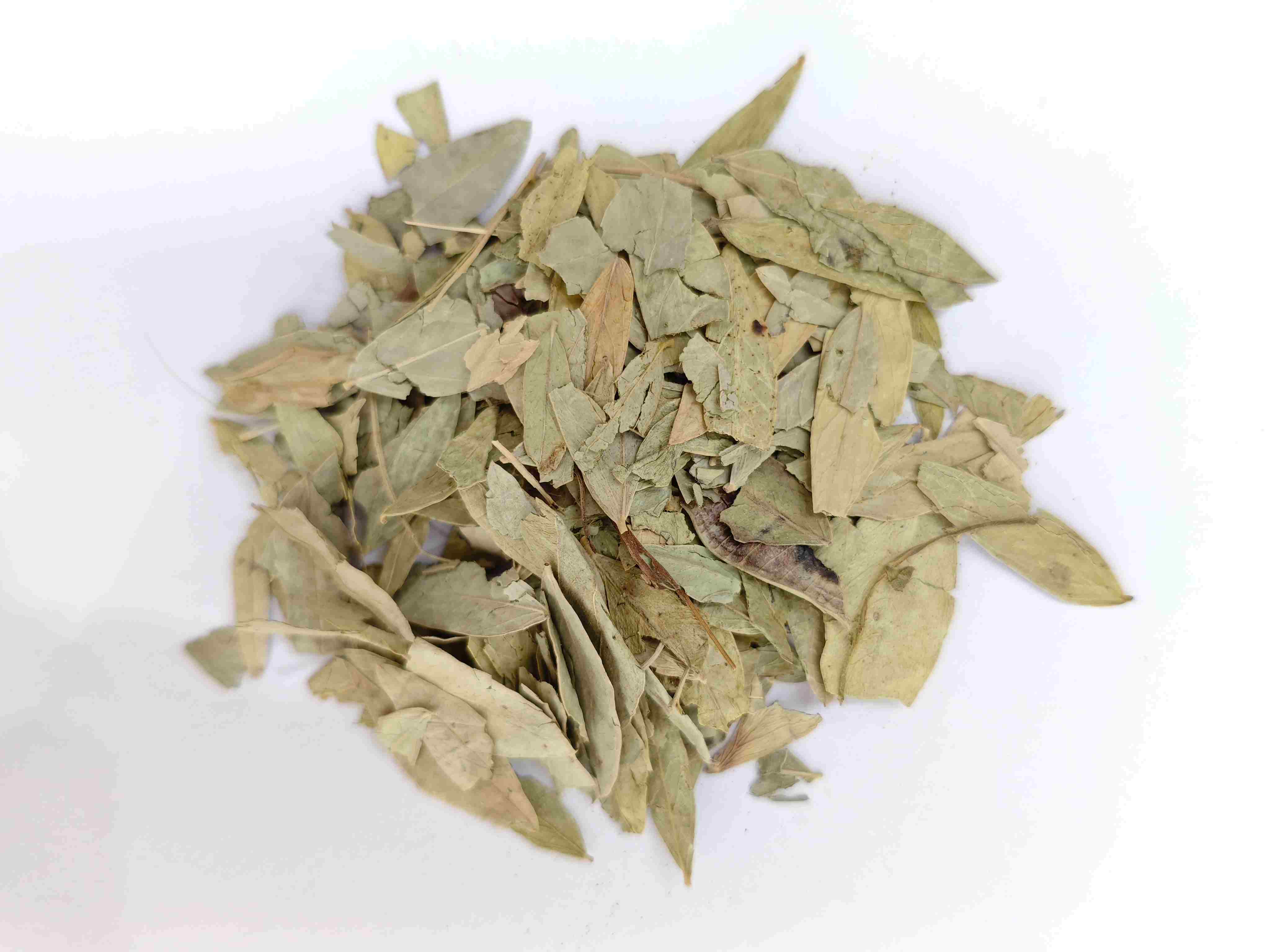 Folha de senna (fānxi&egrave; y&egrave;)