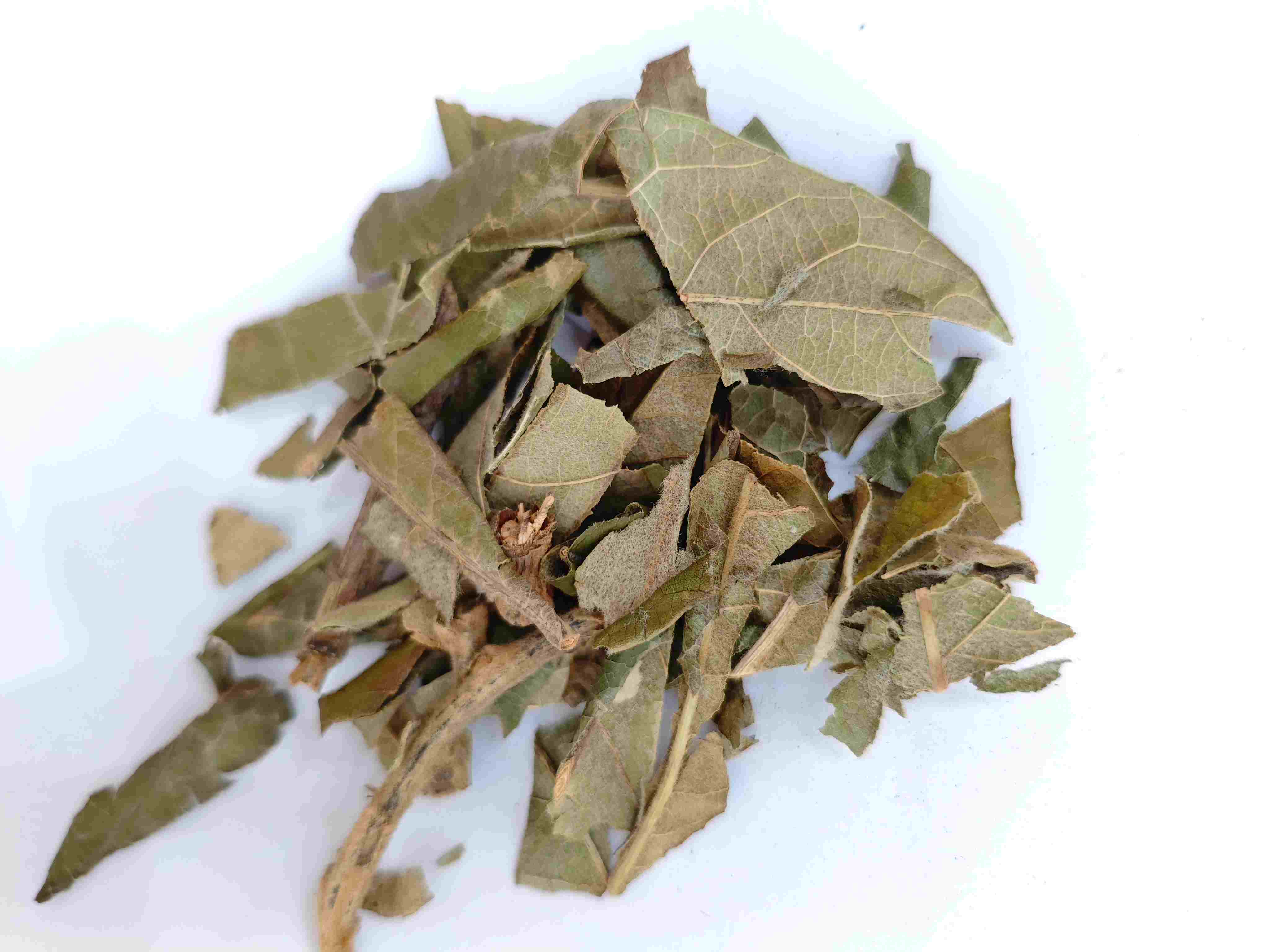 Folha loquat (p&iacute;p&aacute; y&egrave;)