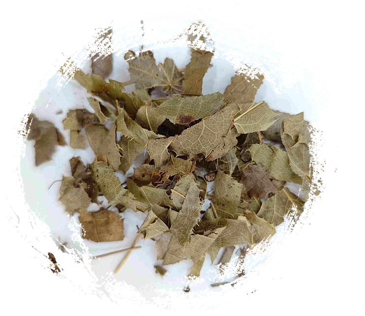 Epimedium (yínnyáng huò)