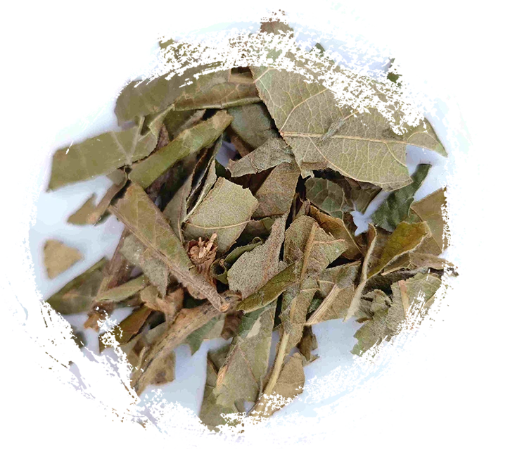 Folha loquat (pípá yè)