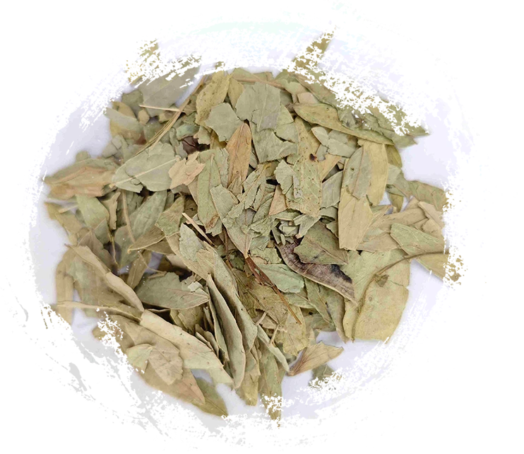 Folha de senna (fānxiè yè)