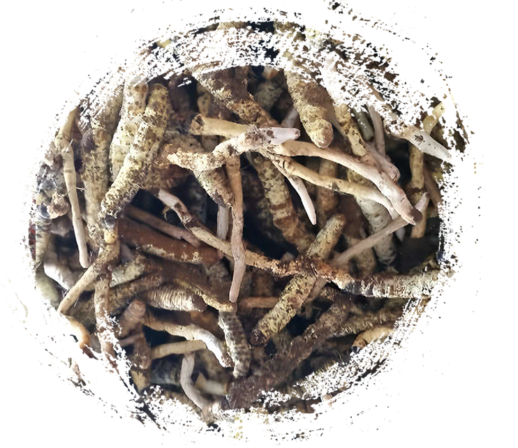 Guizhou cordyceps