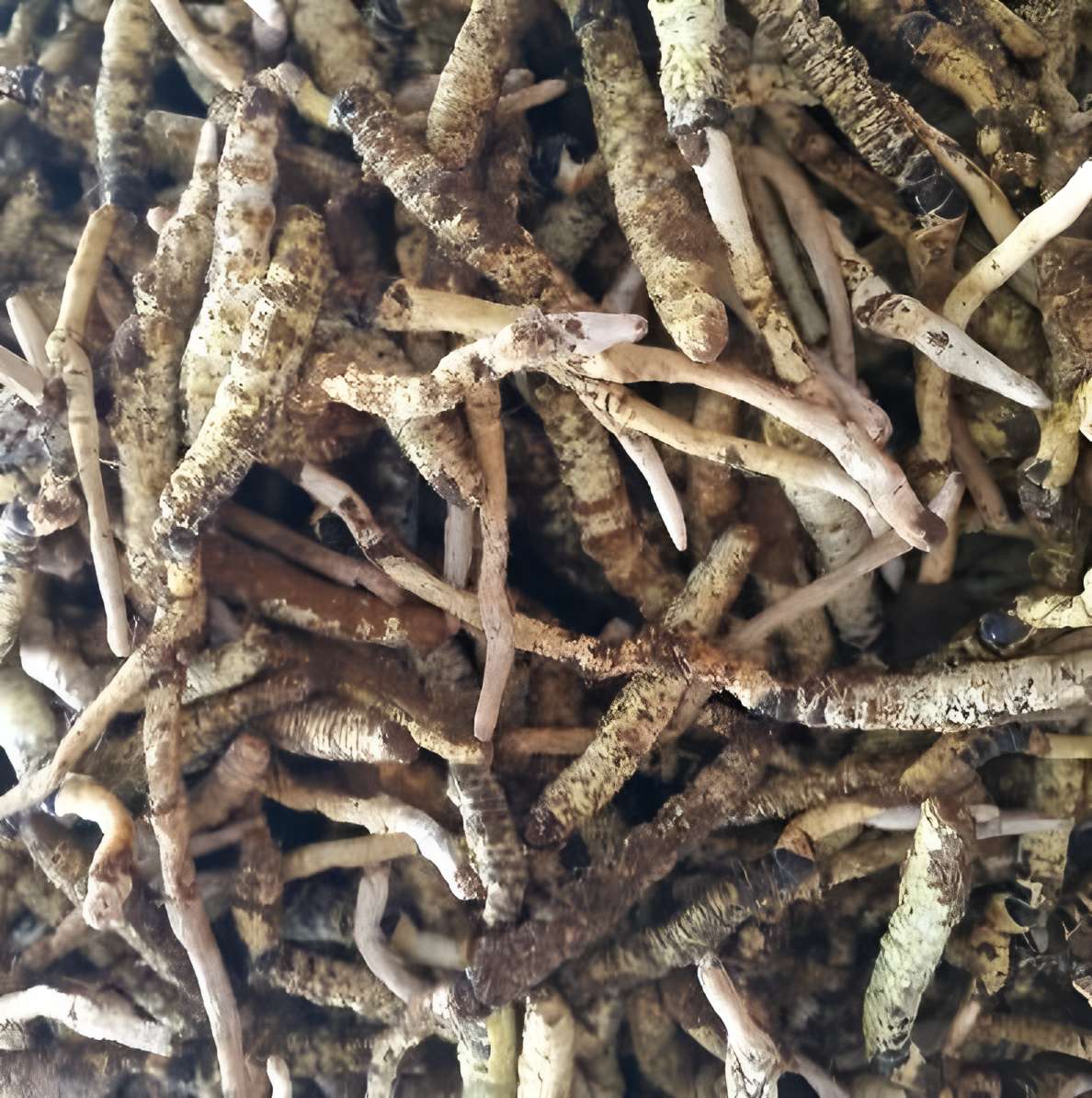 Guizhou cordyceps